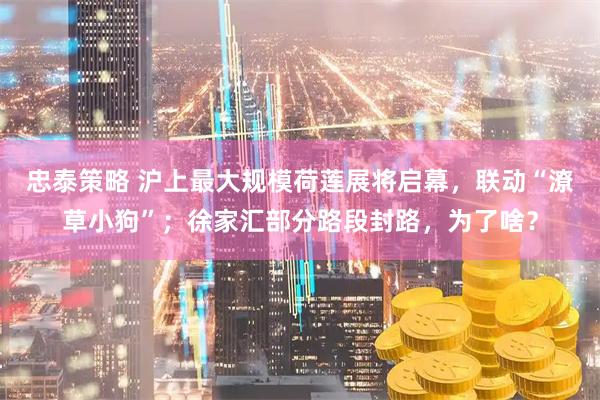 忠泰策略 沪上最大规模荷莲展将启幕，联动“潦草小狗”；徐家汇部分路段封路，为了啥？